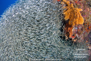 Silversides! Photo 1 of 2

Silversides huddle together ... by Susannah H. Snowden-Smith 